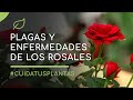 Rosales plagas y enfermedades