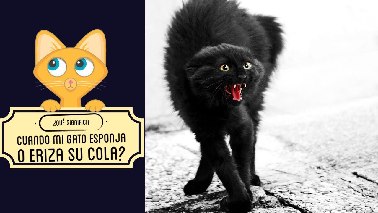 Que significa que un gato mueva la cola