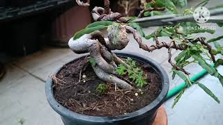 ทำไม้โึครงสร้างบอนไซมะขามบิดๆเตี้ยๆก่อนมืด1ต้นครับ Temarind bonsai