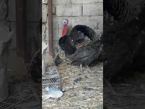 الديك الرومي فسيفس علي شيش ميقبل نثيته تكف يكومها يريدها متكرك