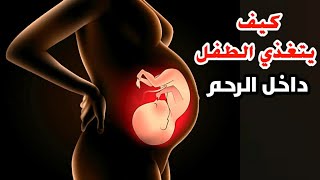 شاهد كيف يتغذي الطفل داخل الرحم_How does the baby feed in the womb?