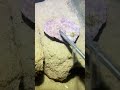 Diving and fishing |Sea cucumber | Starfish #fishing #fish #crab #sea cucumber #diving