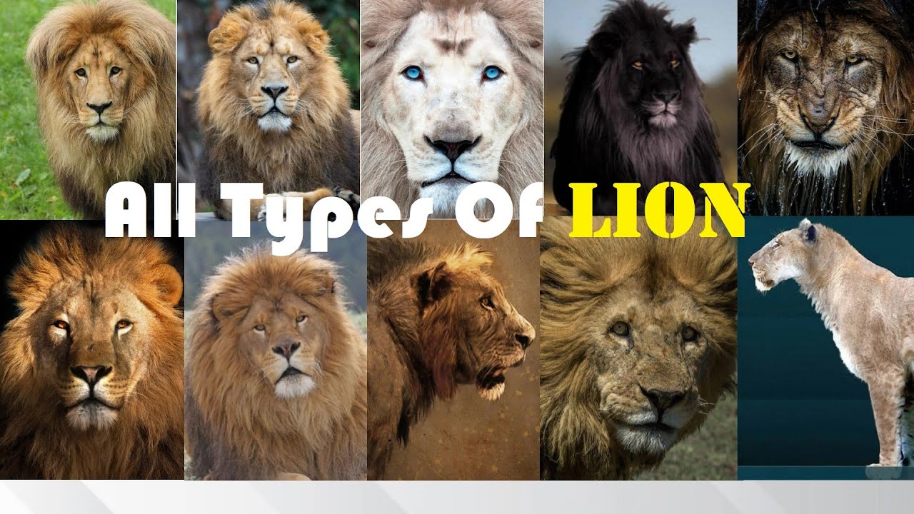 All Types Of Lion - Types Of Living & Extinct Lion in The World