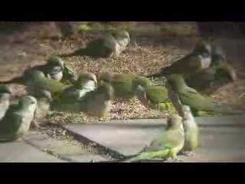 Wild Quaker Parrot video introduces you to New Jersey's amazing flock of wild Quaker Parrots. Shot by Steve Baldwin of BrooklynParrots.com, this footage is g...