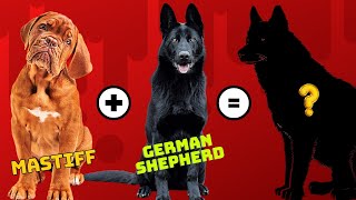 Top 16 Mastiff dog breed Mix You Don't know About | Dog show