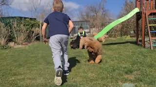 Watch out! Cuteness overload in the back yard! 😍 Tibetan Mastiff Puppies. by Sirius Nova 342 views 2 years ago 22 seconds