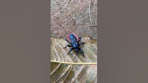 Assassin Bug (Acanthaspis quinquespinosa) #shorts #animals #assassinbug