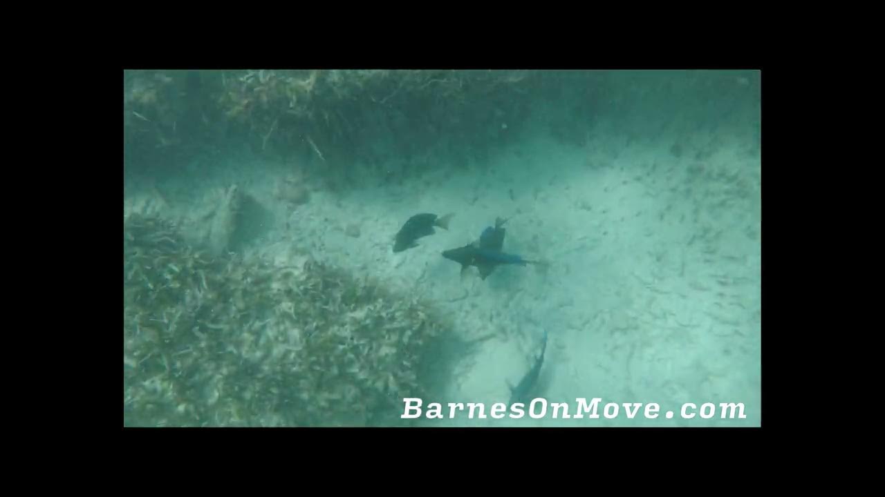 Snorkeling Near Big Pine Key YouTube