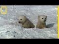 Les premiers pas d'un ourson polaire