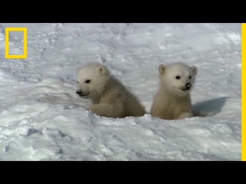 Vidéo: Scoop pour animaux de compagnie: un ourson polaire fait ses premiers pas, un pompier tombe à travers un chien qui sauve de la glace