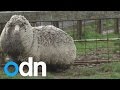 World's wooliest sheep 'found in Australia'