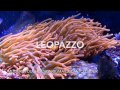 Reef Tank Full Spectrum LED lighting for coral GROWTH