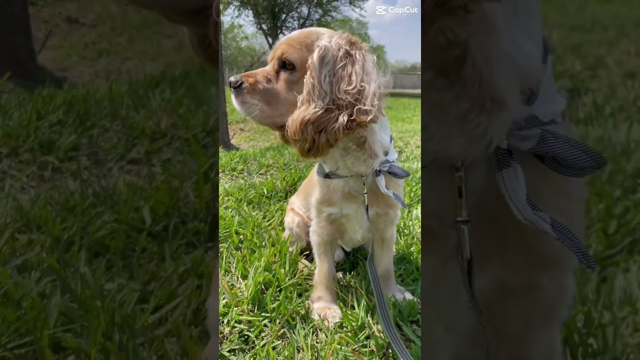 What is your pet named after? | Pet Names🦮 