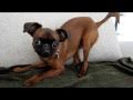 Very funny dog の動画、YouTube動画。