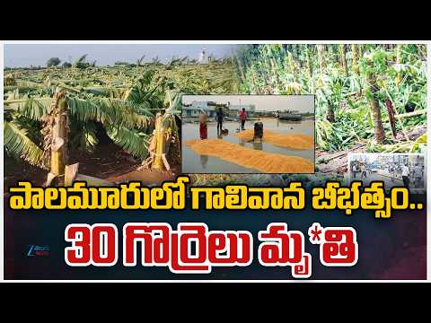 Heavy Rain and Strong Winds Wreak Havoc in  Palamuru| Trees and Electric Poles Collapse | ZEE News - ZEE24TELUGUNEWS