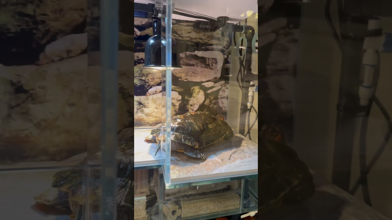 “TURTLE PARADISE: LUXURIOUS BASKING UNDER THE LAMP” 💡☀️🔥🐢 