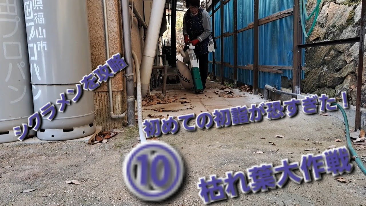 枯れ葉大作戦しながら初めての初詣の様子を語ります。庭ではシクラメンを攻略！