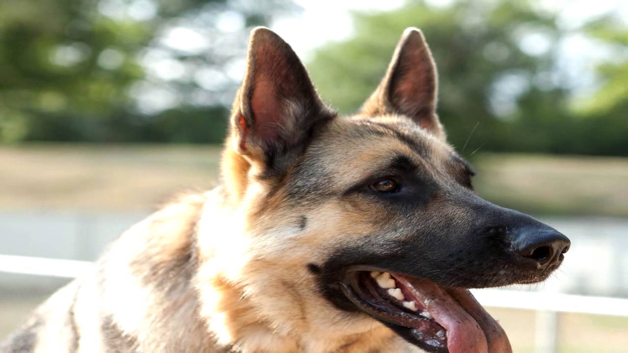 best dewormer for german shepherd