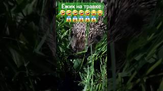 Ёжик весёлый 🤣🤣🤣🤣🤣