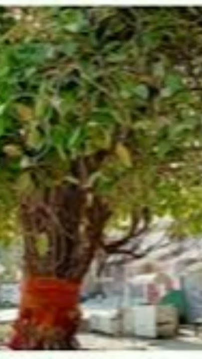 sapne-me-bargad-ka-ped-dekhna-youtube
