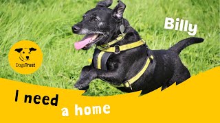 Billy The Terrific Patterdale Terrier Dogs Trust Leeds