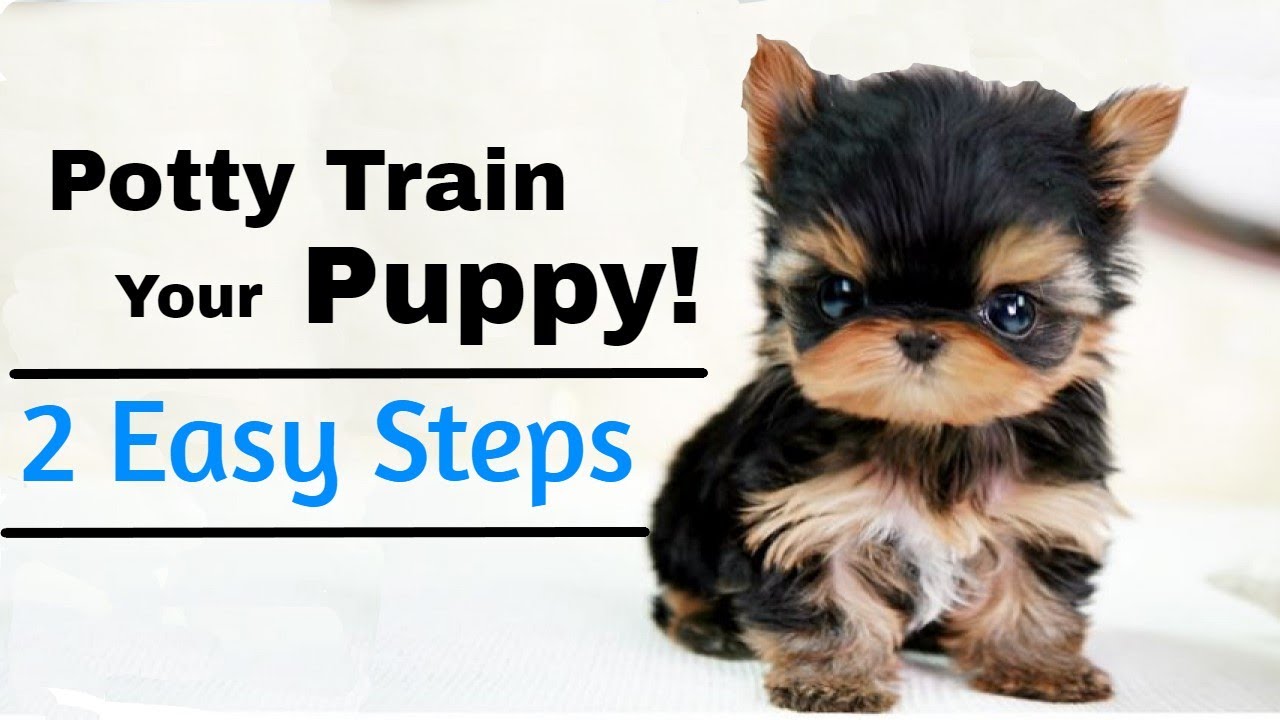 how-to-potty-train-a-puppy-2-easy-steps-youtube