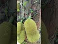 जैक फ्रूट प्लांट
