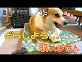 欲にまみれて性格までもが変わってしまったコーギーの末路