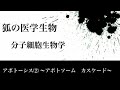 分子細胞生物学78 アポトーシス⑵ 〜アポトソーム・カスケード〜