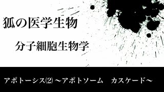 分子細胞生物学78 アポトーシス⑵ 〜アポトソーム・カスケード〜