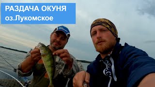 видео: Рыбалка. Окуневое эльдорадо. Озеро Лукомское. картинка: Рыбалка. Окуневое эльдорадо. Озеро Лукомское.