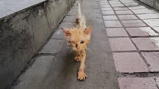 This unnoticed little stray cat was covered in yellow grease, obscuring his original white fur.