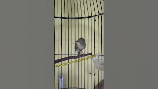 Tembakan pleci 2024 paling di sukai juri wek wek panjang