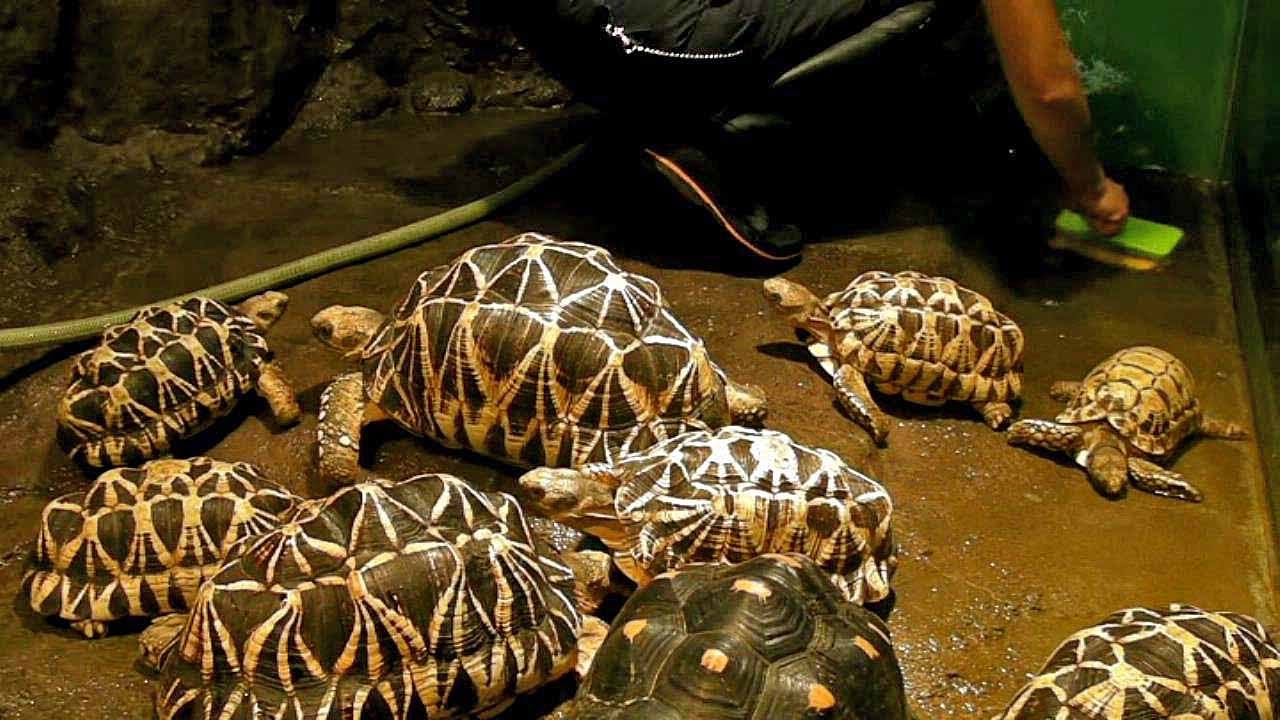 掃除中の飼育員とビルマホシガメ サンシャイン水族館 Burmese Starred Tortoise Zoo Keeper Youtube