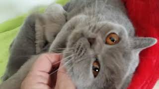 CRIADERO ALICANTE PURRFECT CHOICE GATOS BRITISH SHORTHAIR