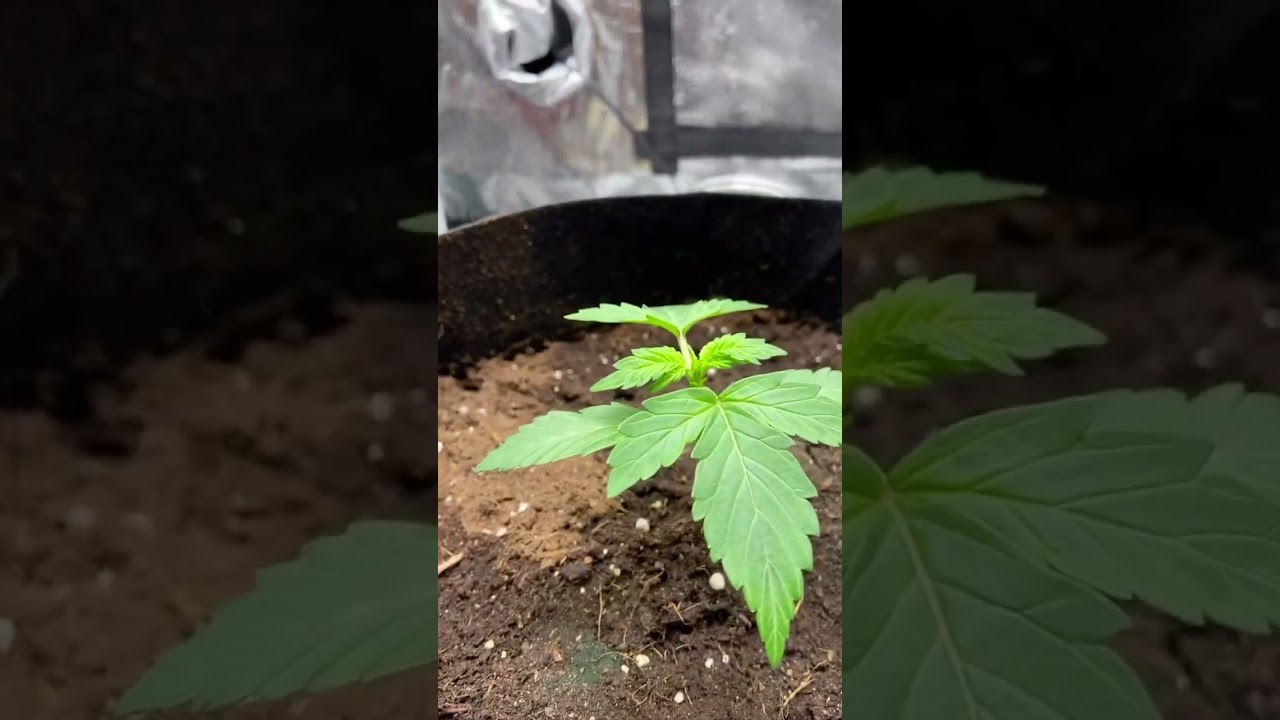 I month old for the new guys, fantastic AK-47 auto flowers really seem to like there new home