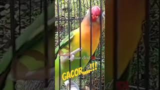 Download Lagu Pancingan lovebird gacor #short #lovebird #lovebirds  #shorts MP3 Download Lagu Pancingan lovebird gacor #short #lovebird #lovebirds  #shorts MP3
