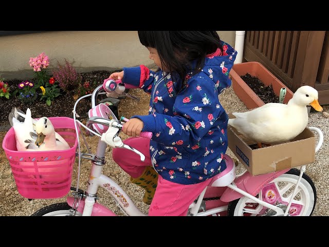 娘と自転車に乗るコールダック。