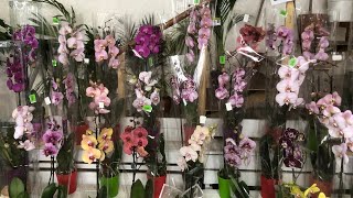 Классные Орхидеи новый завоз