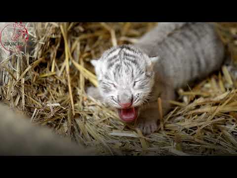 Naissance surprise d'un bébé tigre blanc au Touroparc