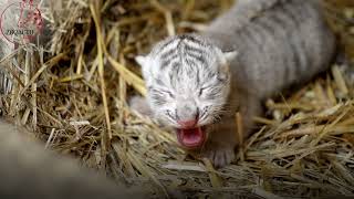 Naissance surprise d'un bébé tigre blanc au Touroparc