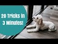 Smart Cockapoo Does 20 Dog Tricks in 3 Minutes Smart Cockapoo Does 20 Dog Tricks in 3 Minutes