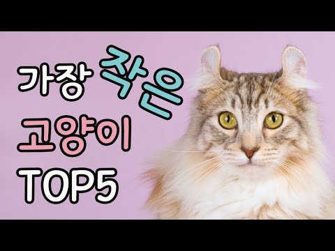 가장 작은 고양이 TOP5 | Top 5 Smallest Cat Breeds In The World  | 고양이 랭킹 | 고양이 순위