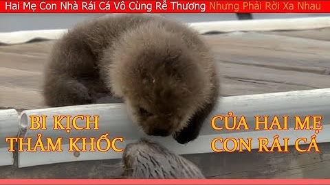 Hai Mẹ Con Nhà Rái Cá Vô Cùng Rễ Thương Nhưng Lại Phải Cách Xa Nhau || Review Giải Trí Đời Sống