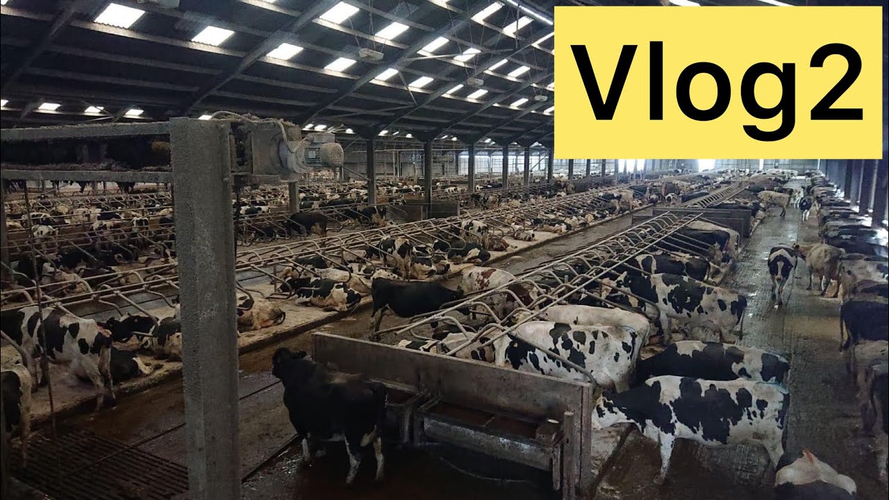 Advance Animal Sorting Method