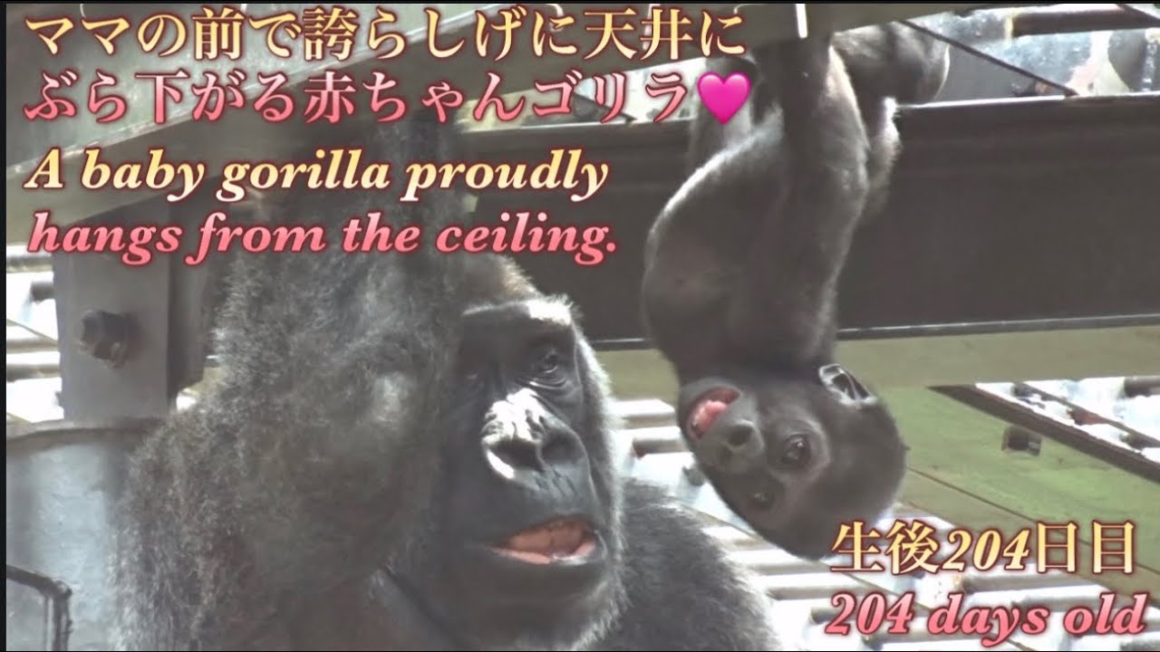 Gorilla⭐️ Genki carefully checked to see her baby could hang