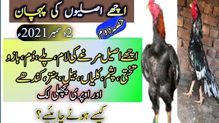 2– Identification of a pure aseel bird Part 2