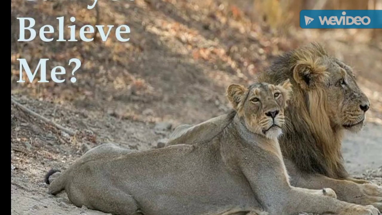 gir lion safari official website