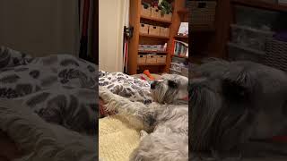 Guy and Dog Battling to Have the Upper Hand