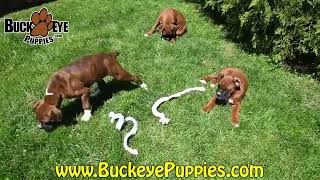 Beautiful Boxer Puppies